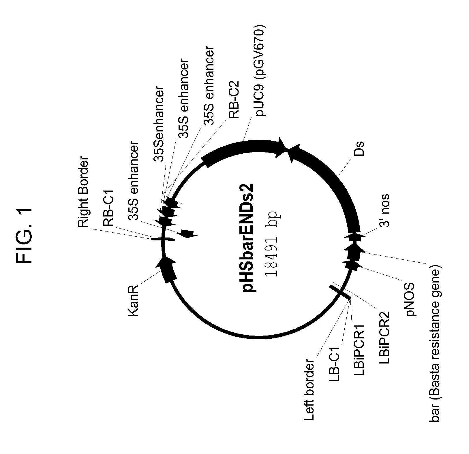 Drought tolerant plants and related constructs and methods involving genes encoding ferrochelatases