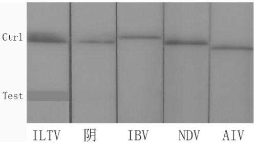 Primer and probe combination for RAA-LFD detection of chicken infectious laryngotracheitis virus and application of primer and probe combination