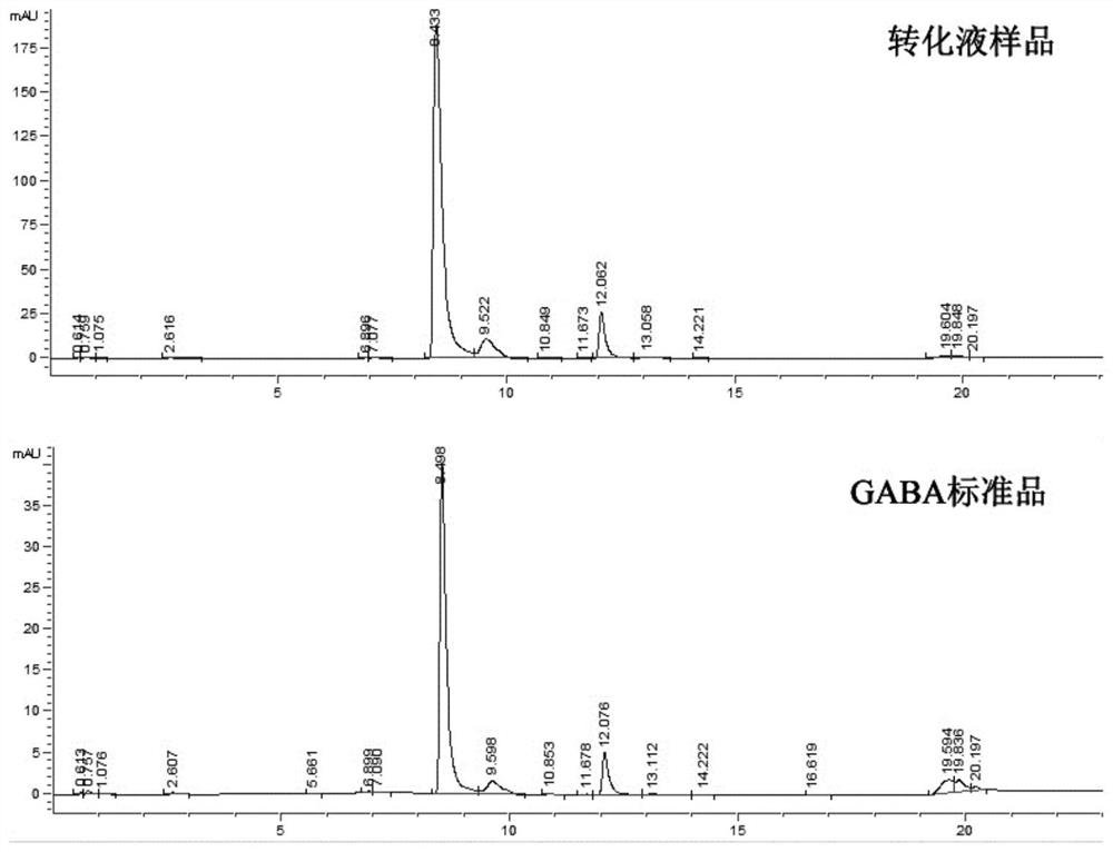 Glutamate decarboxylase mutant and application thereof in preparation of gamma-aminobutyric acid