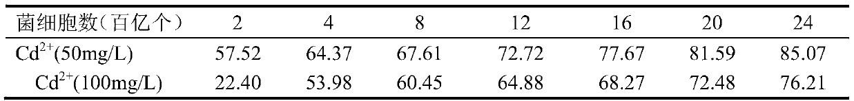 A strain of cadmium removes rhizobia kg2, a bacterial agent containing said rhizobia and uses thereof