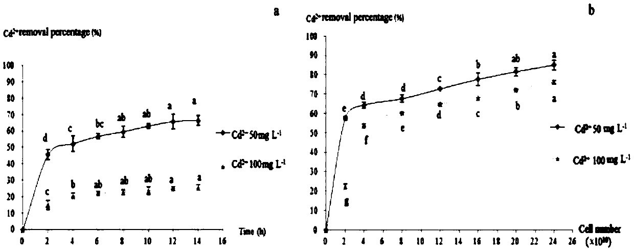 A strain of cadmium removes rhizobia kg2, a bacterial agent containing said rhizobia and uses thereof