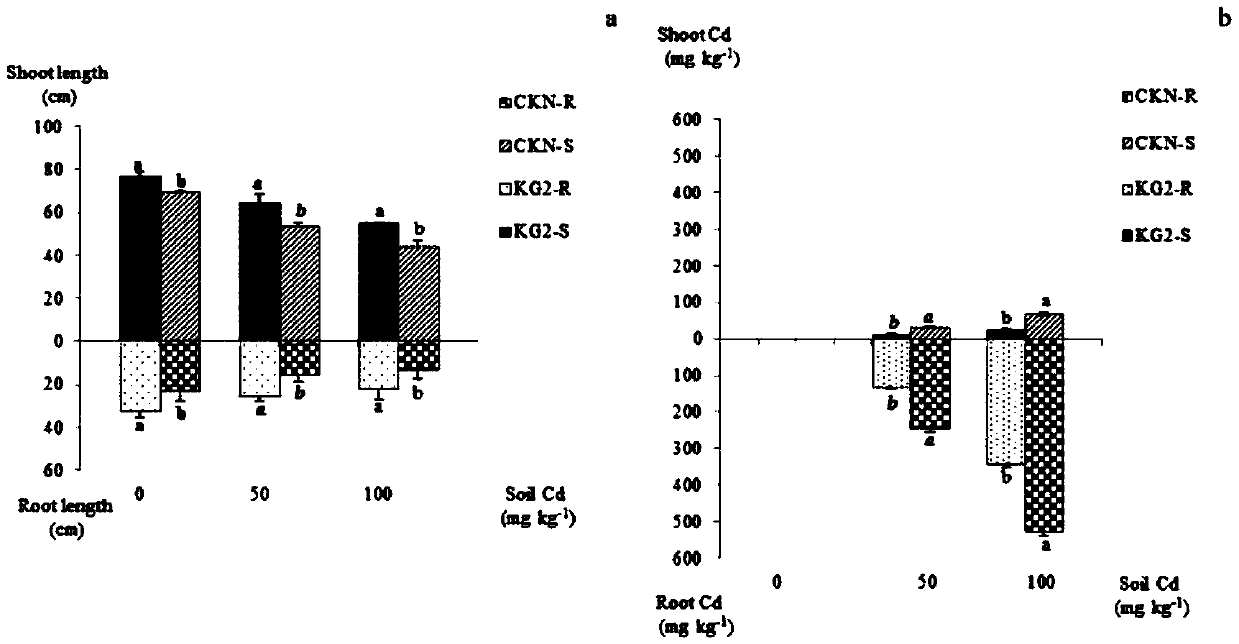 A strain of cadmium removes rhizobia kg2, a bacterial agent containing said rhizobia and uses thereof