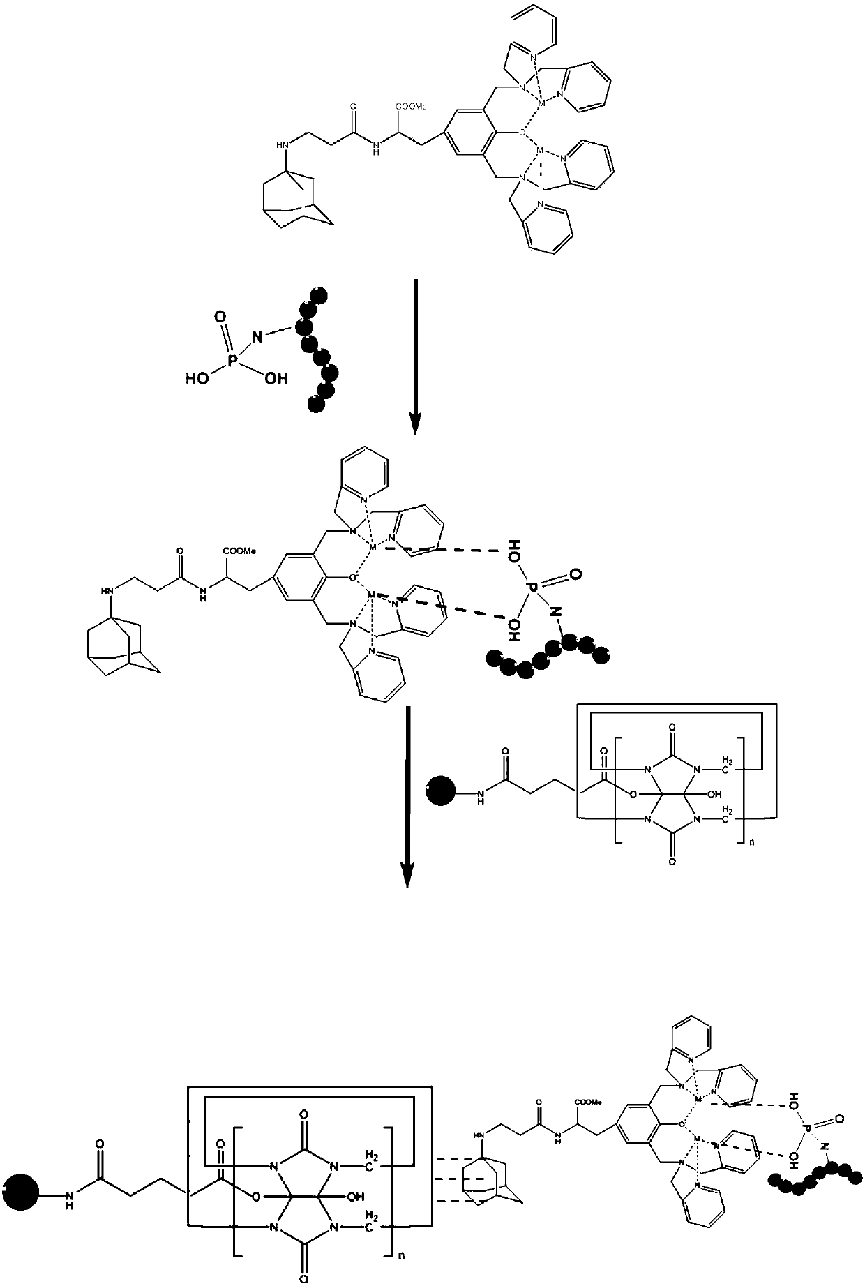 Method for enriching phosphorylation peptide fragments and proteins and application