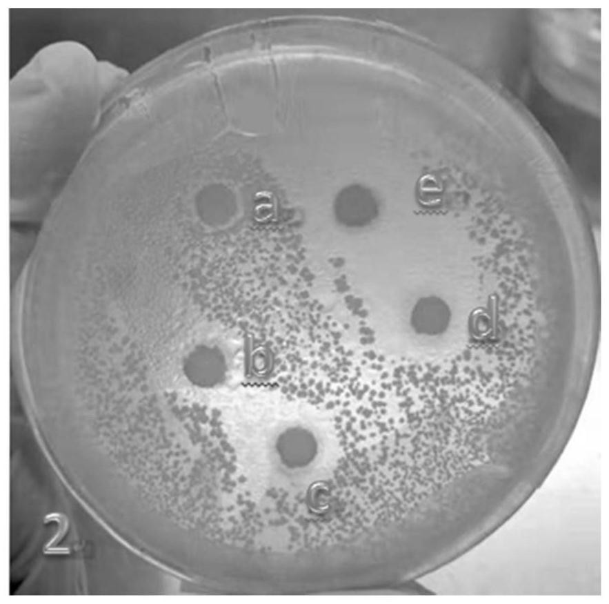 Antiallergic and antipruritic plant composition and its preparation method and application