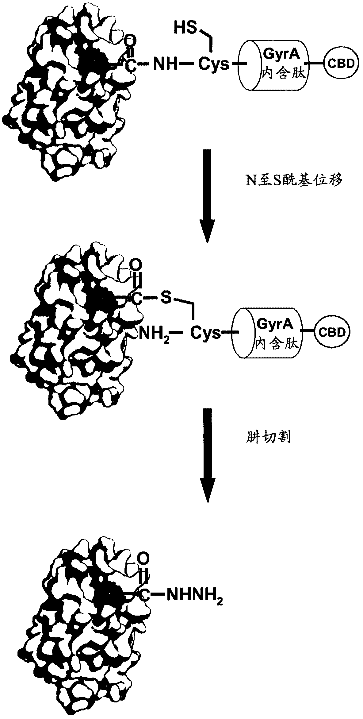 Method of labelling interferons with peg