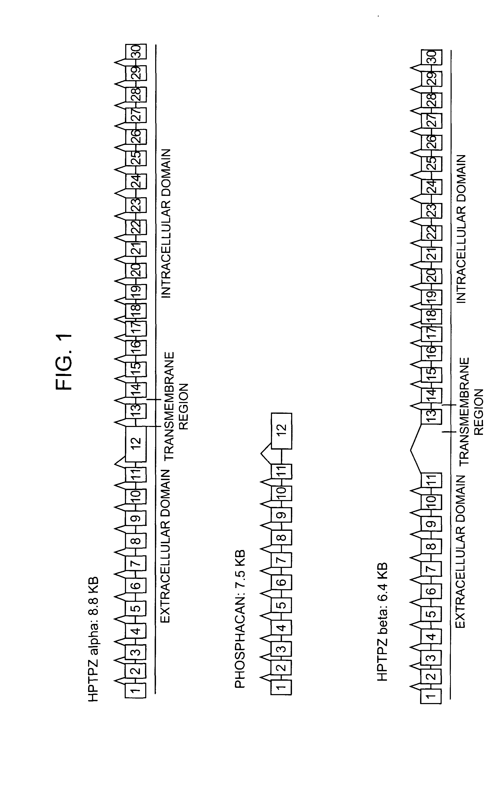 Use of protein biomolecular targets in the treatment and visualization of brain tumors