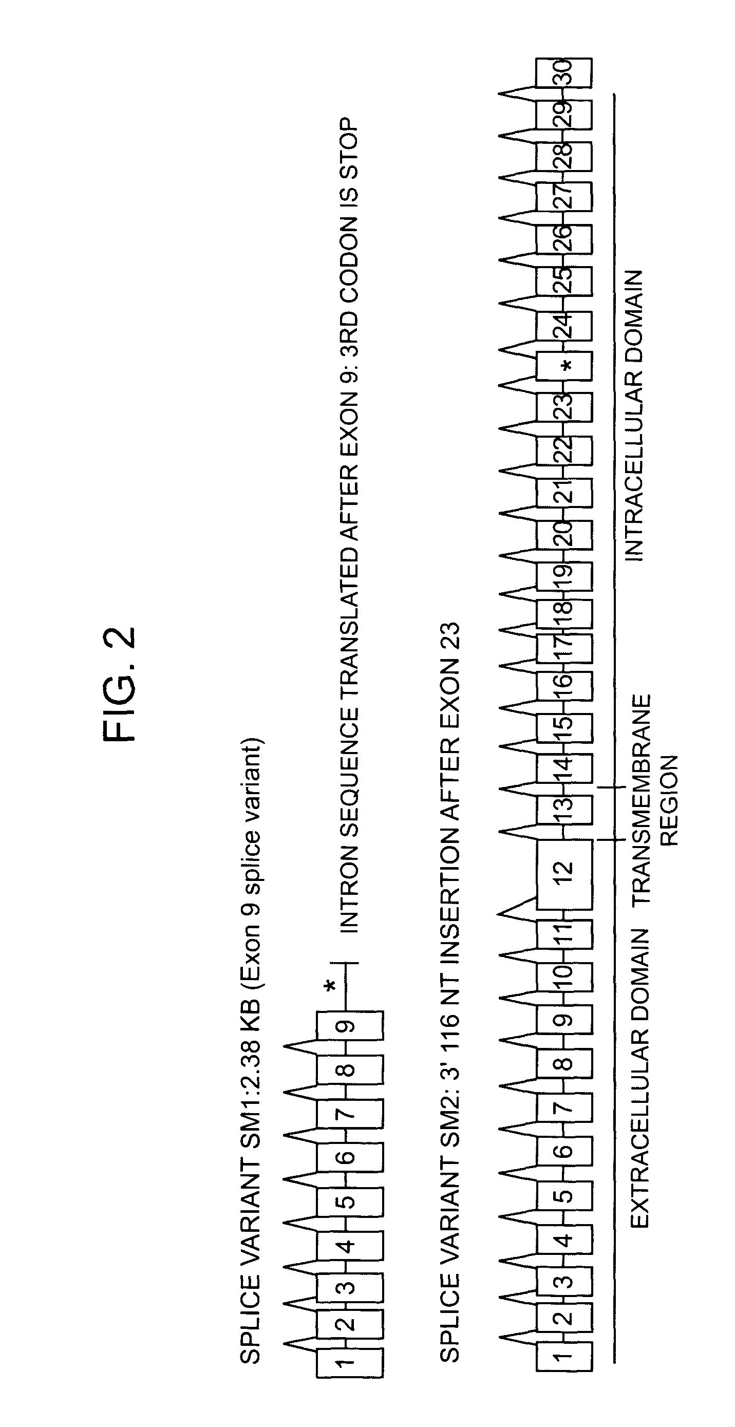 Use of protein biomolecular targets in the treatment and visualization of brain tumors