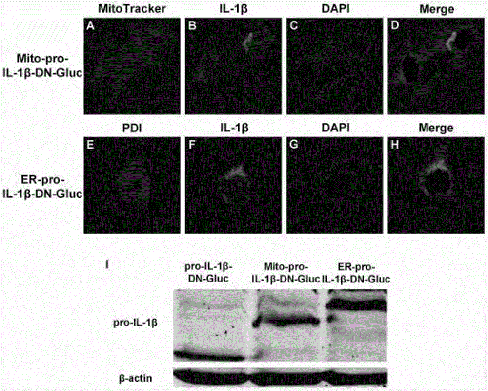 Inflammasome activity reporting system for sub-cellular localization and application thereof