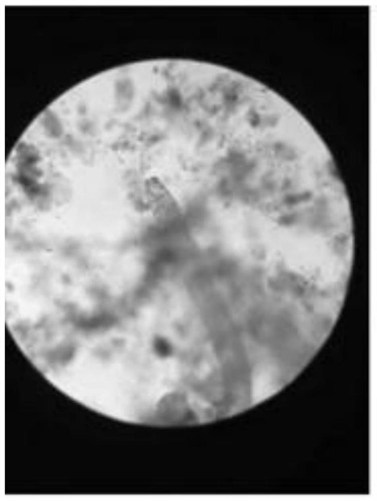 A method for inoculating and cultivating bacteria from activated sludge