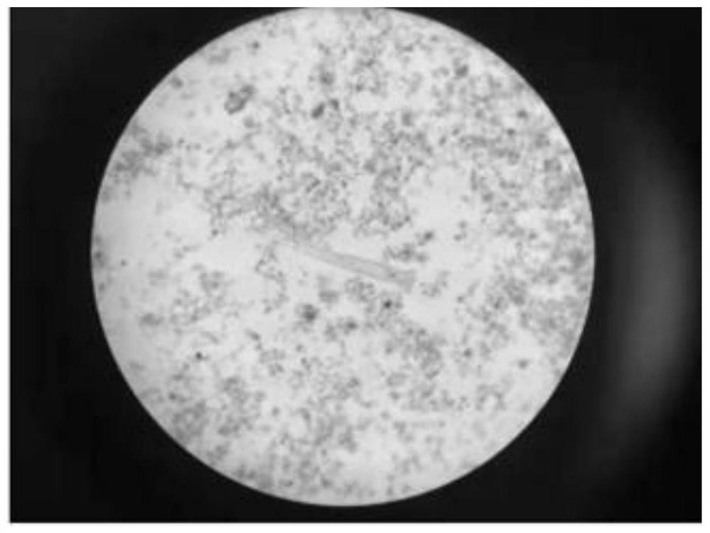 A method for inoculating and cultivating bacteria from activated sludge