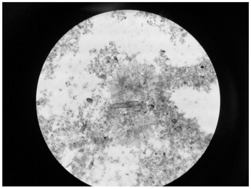 A method for inoculating and cultivating bacteria from activated sludge