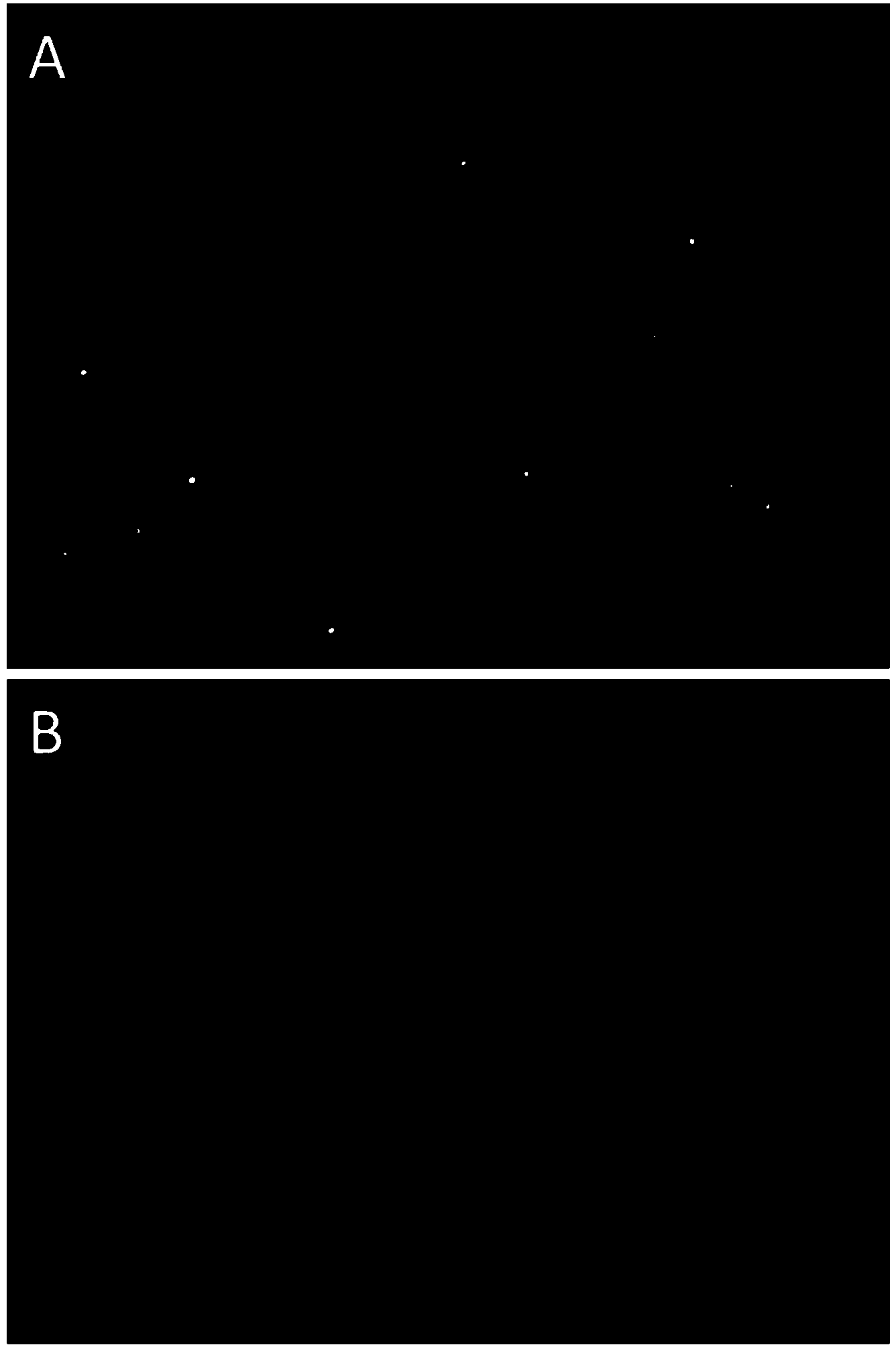 Cell line for stably expressing schmallenberg virus nucleocapsid protein and application of cell line