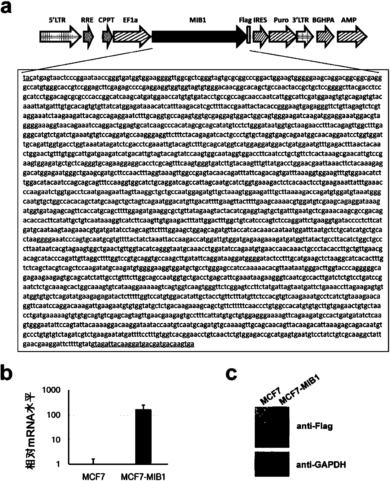 Method for inducing cell to generate epithelial-mesenchymal transition of cells and method for screening ferroptosis inducing substance