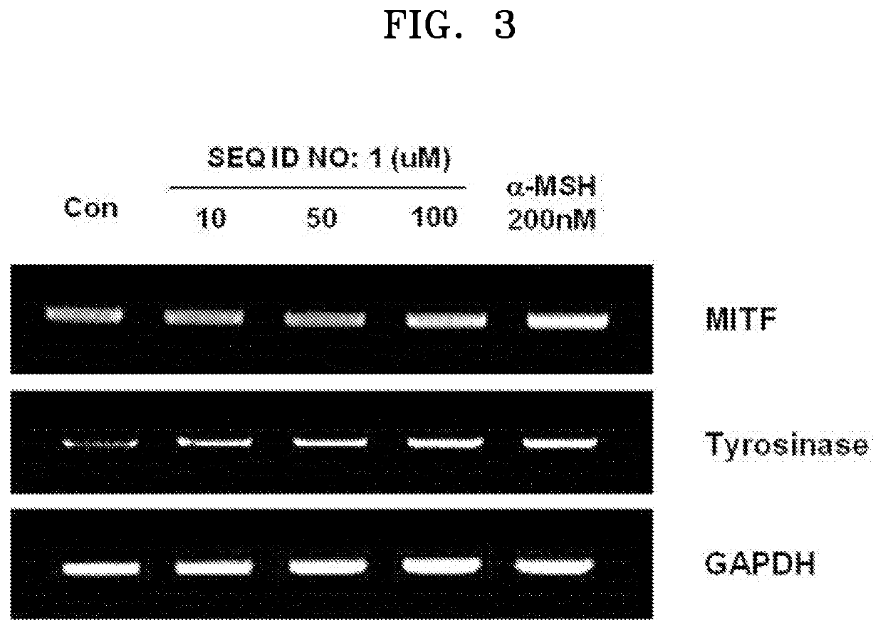 Peptide showing melanogenesis promoting activity and use thereof