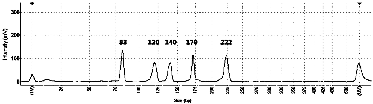 Primer combination for synchronously detecting 14 animal-derived components in meat or meat products, and applications thereof