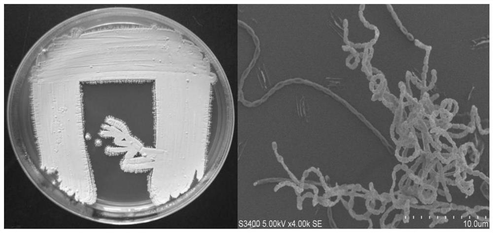Streptomyces halotolerant, its agent and its application in promoting plant growth