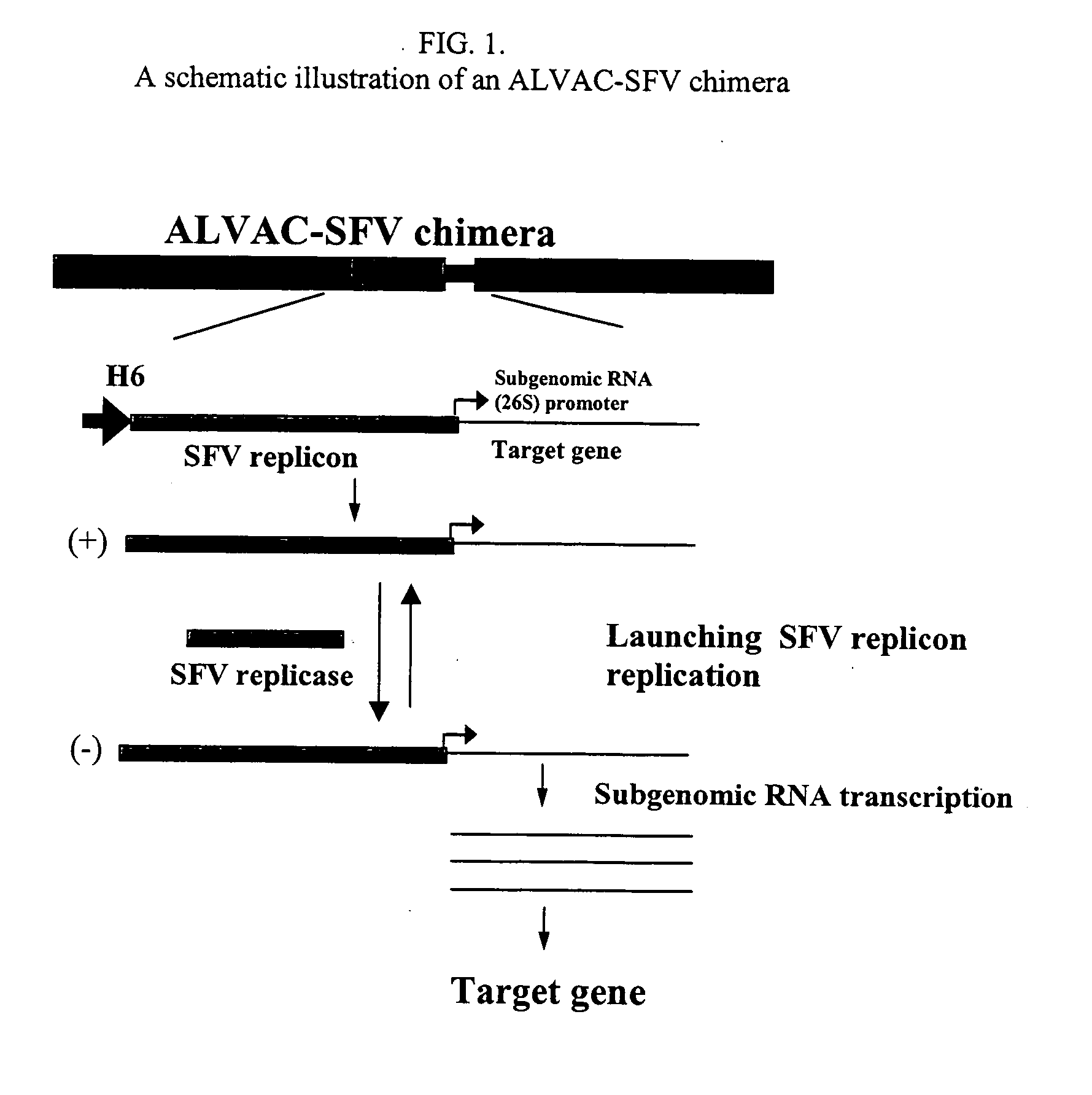 Chimeric vectors