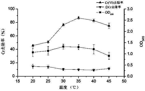 Leersia hexandra Swartz endophytic bacterium capable of reducing hexavalent chromium and preparation method and application thereof