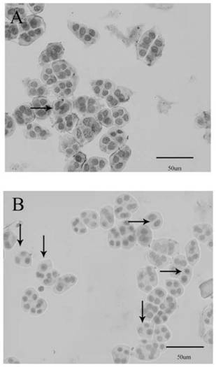 Opportunity and method for inducing 2n pollen of phalaenopsis amabilis