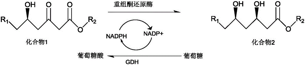 Glucose dehydrogenase mutant, preparation method thereof and application