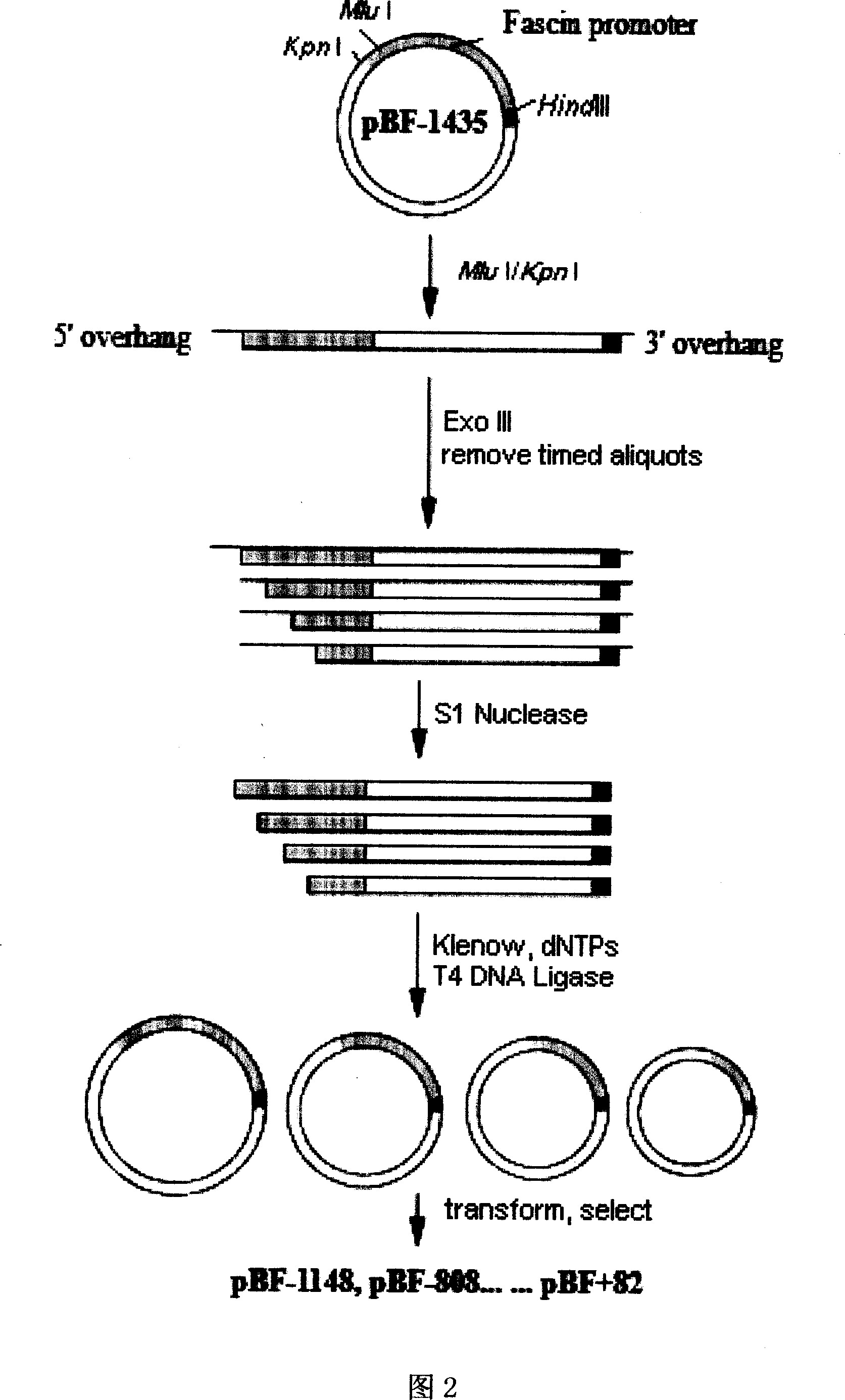 Controlling element for human esophagus cancer cell Fascin gene promoter region