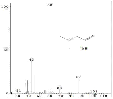 Bacillus and method for applying bacillus to producing isovaleric acid