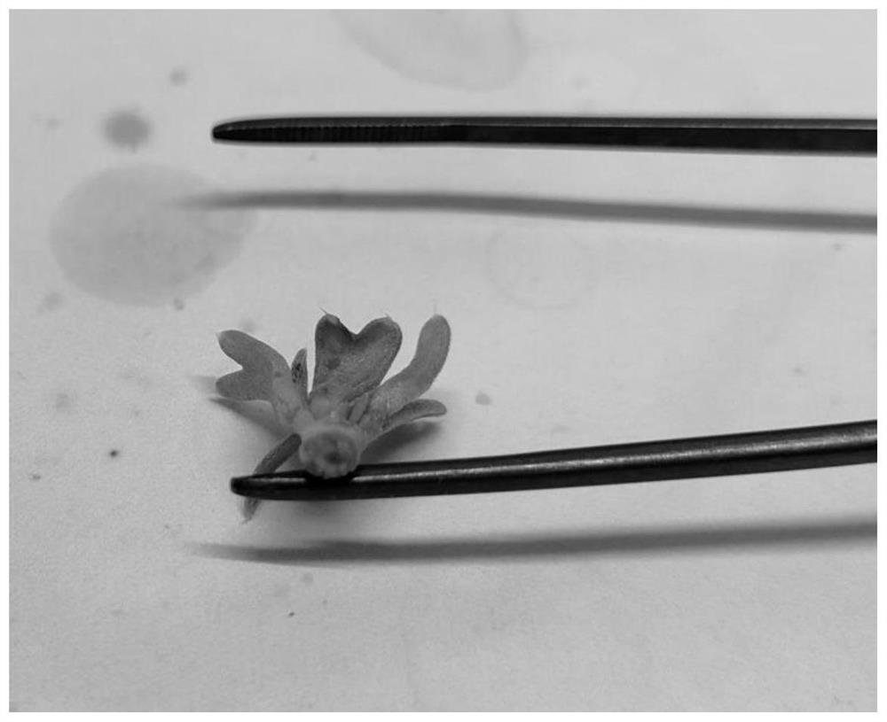 Tissue culture propagation method of endangered rare plant tetraena mongolica