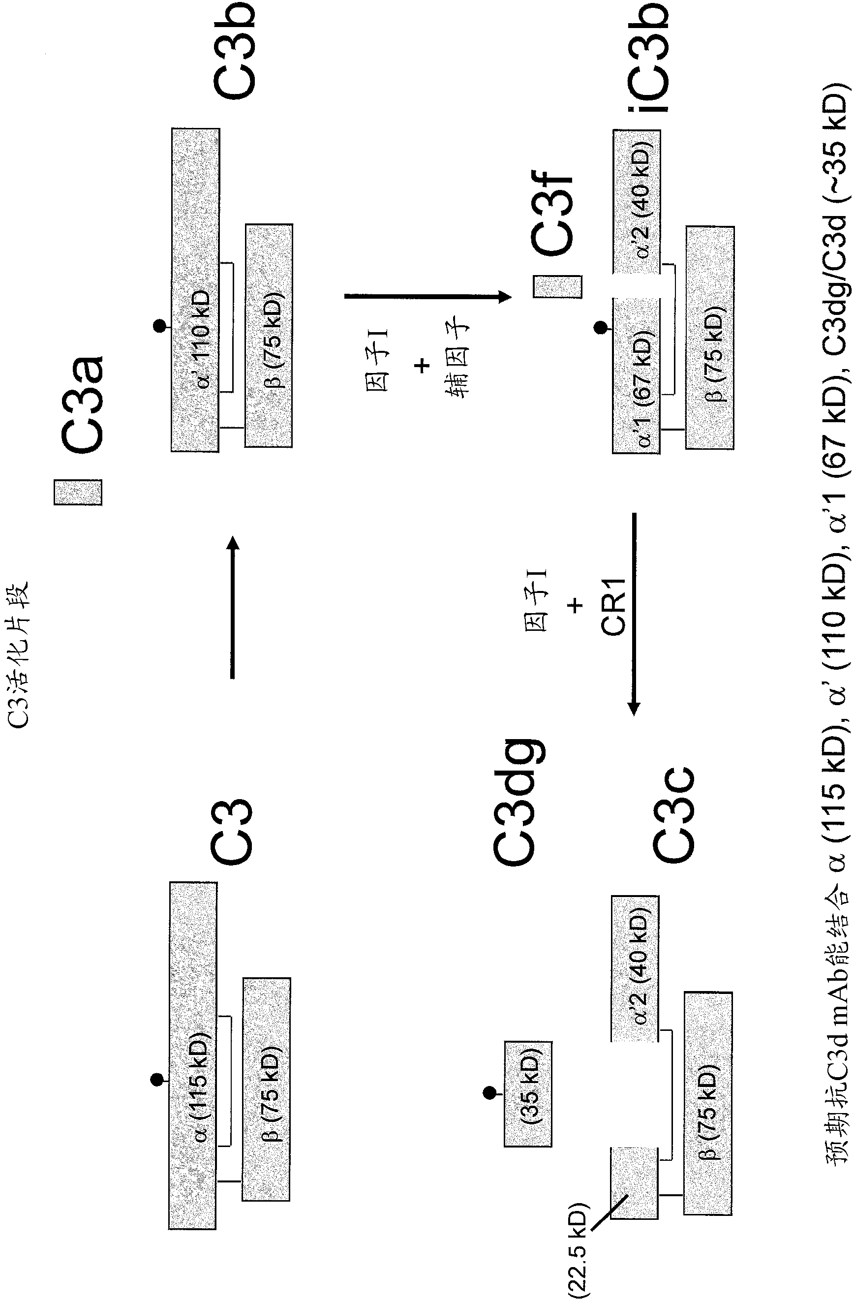 Antibodies to the c3d fragment of complement component 3