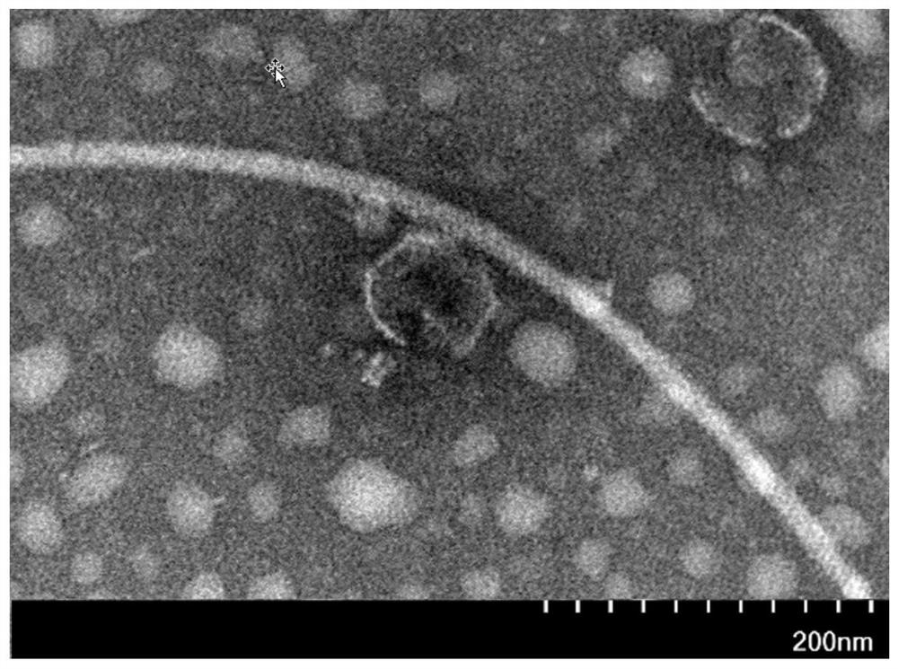 Vibrio alginolyticus bacteriophage with cross-species lysis capability, bacteriophage composition thereof and application of bacteriophage composition