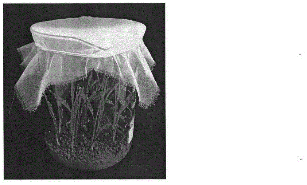 Method for preserving rice black-streaked dwarf virus indoor living bodies