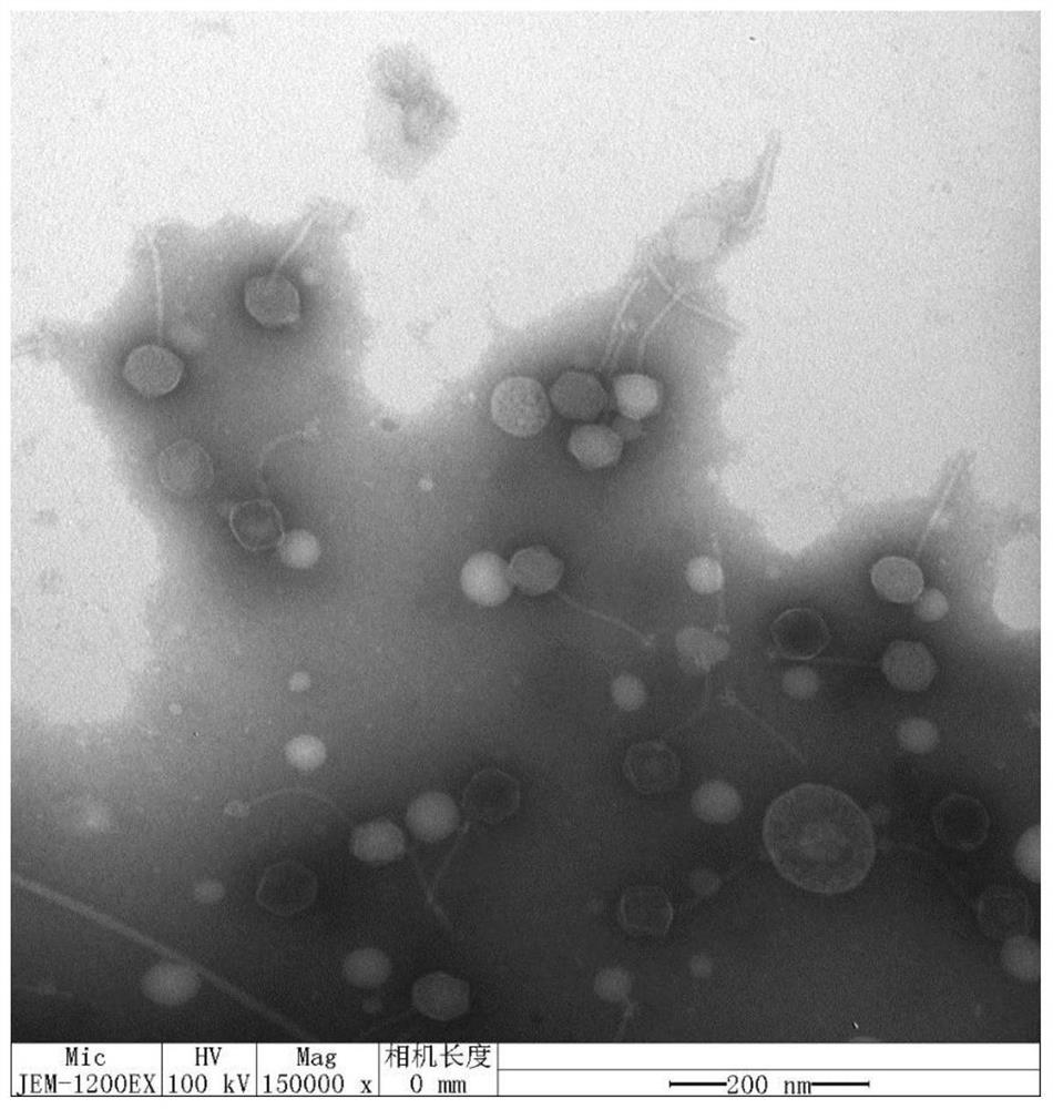 Salmonella bacteriophage with wide lysis spectrum and high temperature resistance and application thereof
