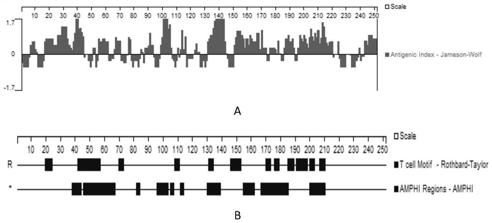 Composite antigen for detecting haemonchus contortus infection and application thereof