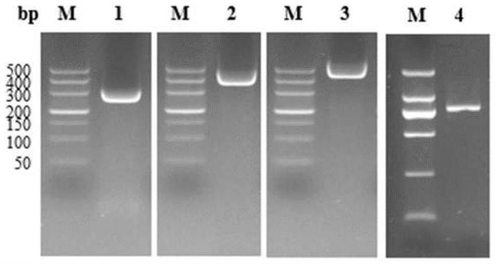 Composite antigen for detecting haemonchus contortus infection and application thereof