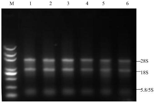 A Taqman real-time fluorescent PCR kit for detecting wild strains of porcine epidemic diarrhea virus in pig umbilical cord blood and its application