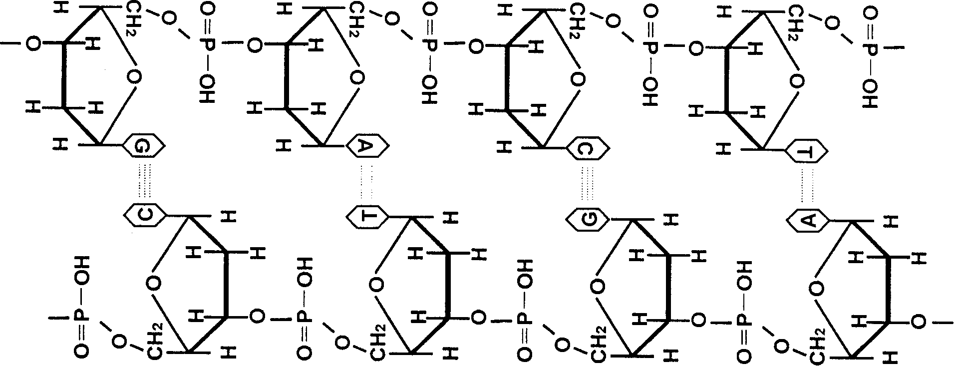 Method for deriving mulriple DNA sequences from atom destructurizing