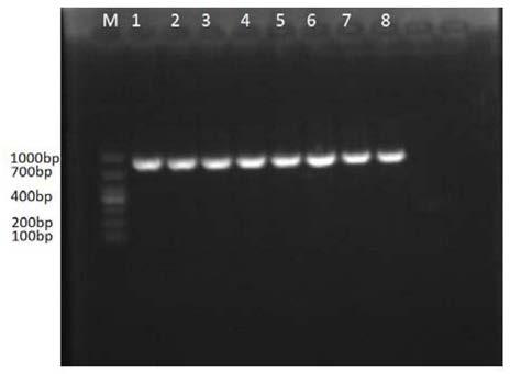 PCR detection primers for pantoea ananatis as pathogeny of bacterial wilt disease of mulberries and application