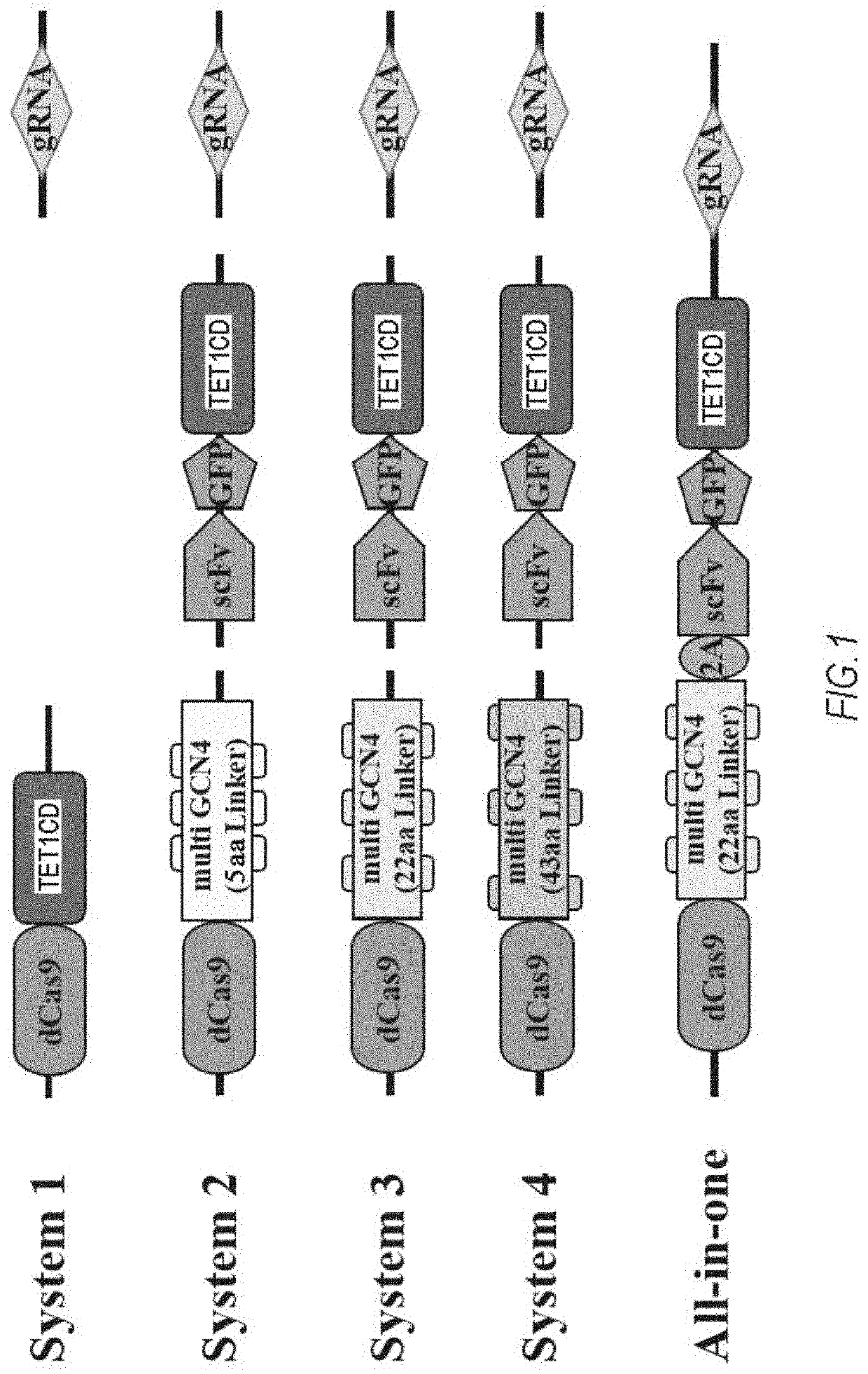 DNA methylation editing kit and DNA methylation editing method