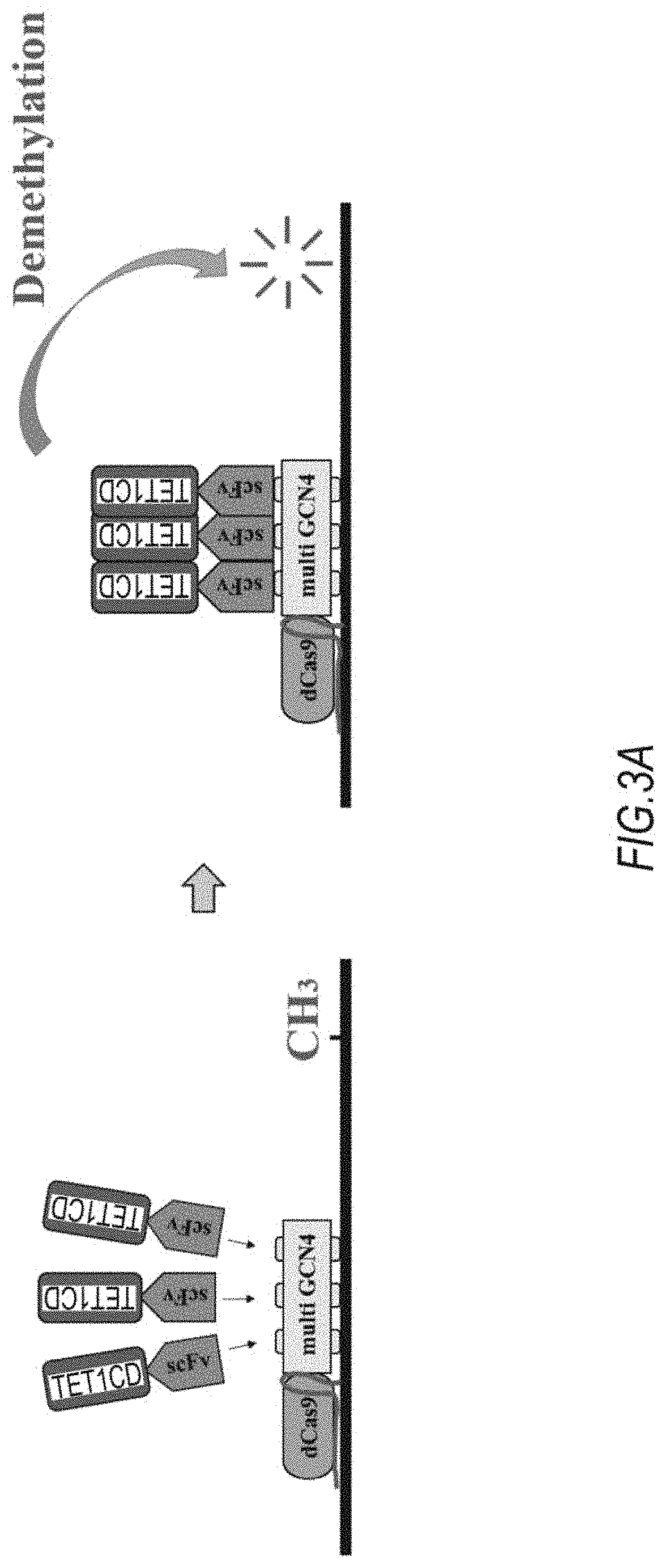 DNA methylation editing kit and DNA methylation editing method