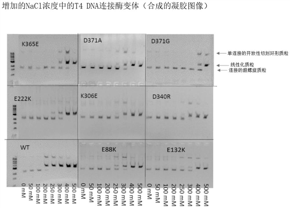T4 DNA ligase variants with increased salt tolerance