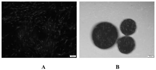 Injectable poly(4-hydroxybutyrate) (P4HB) porous microsphere preparation without stem cell or growth factor loading