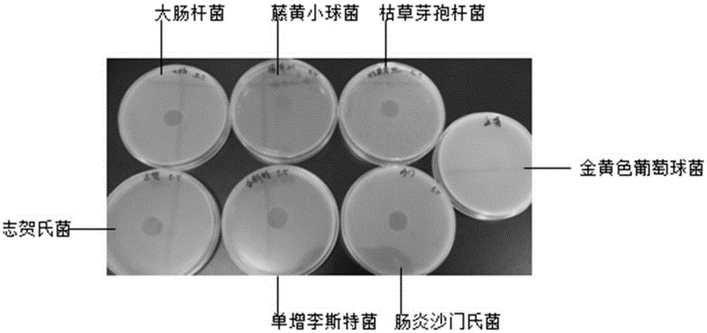 Paenibacillus polymyxa, as well as culture method and application thereof