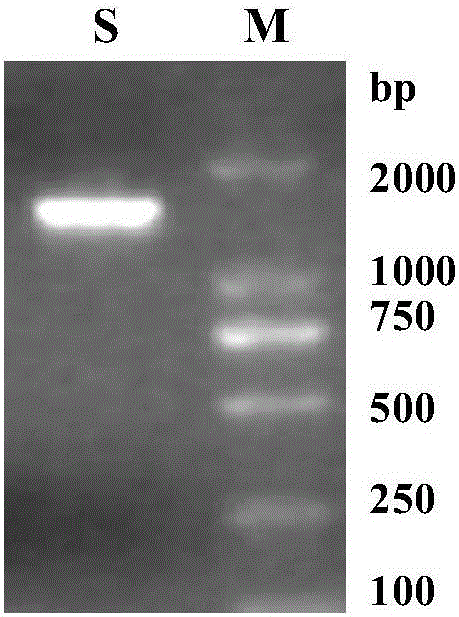 Bacillus subtilis ZNXH1 sourced bacterial laccase gene, bacterial laccase and application thereof
