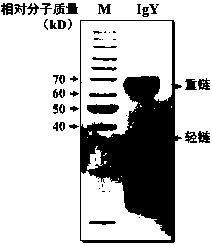 Quick extraction method for egg yolk antibody, prepared anti-burn, anti-scald and anti-infection product and application of egg yolk antibody