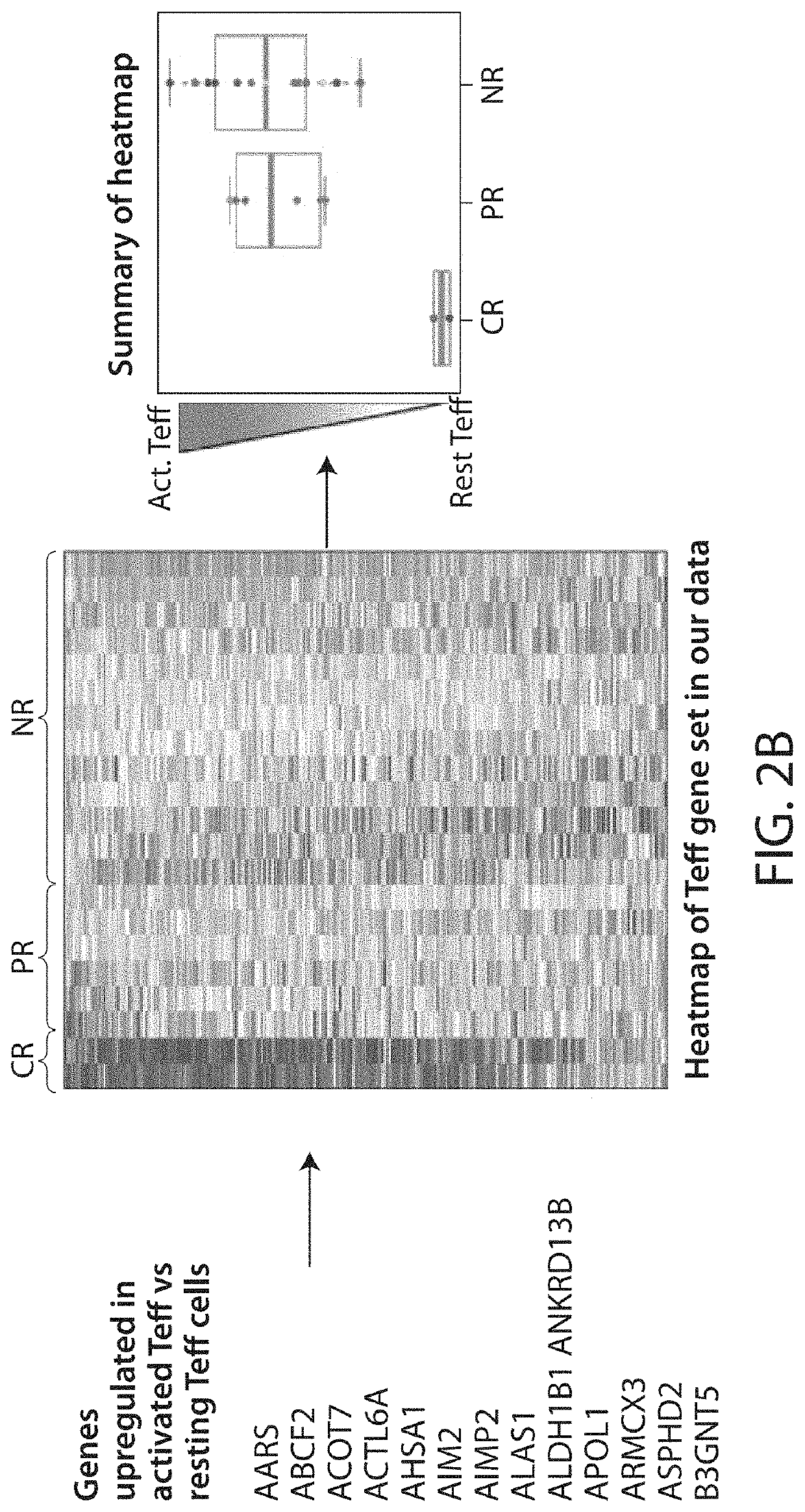 Biomarkers predictive of therapeutic responsiveness to chimeric antigen receptor therapy and uses thereof