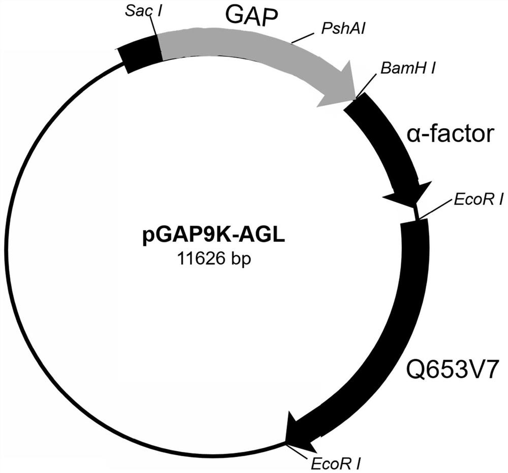 Alpha-glycosidase gene mutant and application thereof in preparation of 2-O-alpha-D-glucosyl-L-ascorbic acid