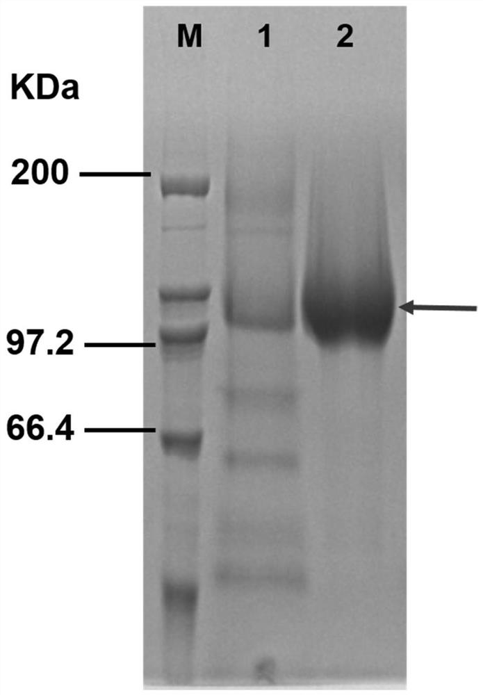 Alpha-glycosidase gene mutant and application thereof in preparation of 2-O-alpha-D-glucosyl-L-ascorbic acid