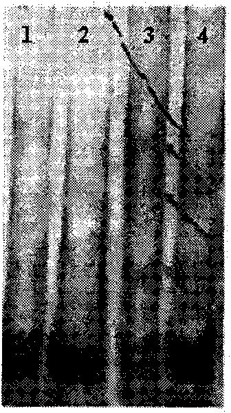 DREBs transcription factor GsDREBa of wild soybean and base sequence thereof