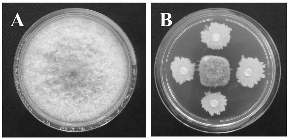Application of Bacillus velezensis YM-11-C for preventing and curing colletotrichum gloeosporioides Penz.