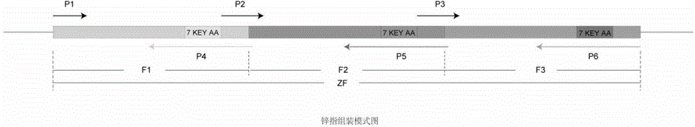 Rapid screening method of zinc finger protein