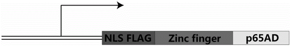 Rapid screening method of zinc finger protein